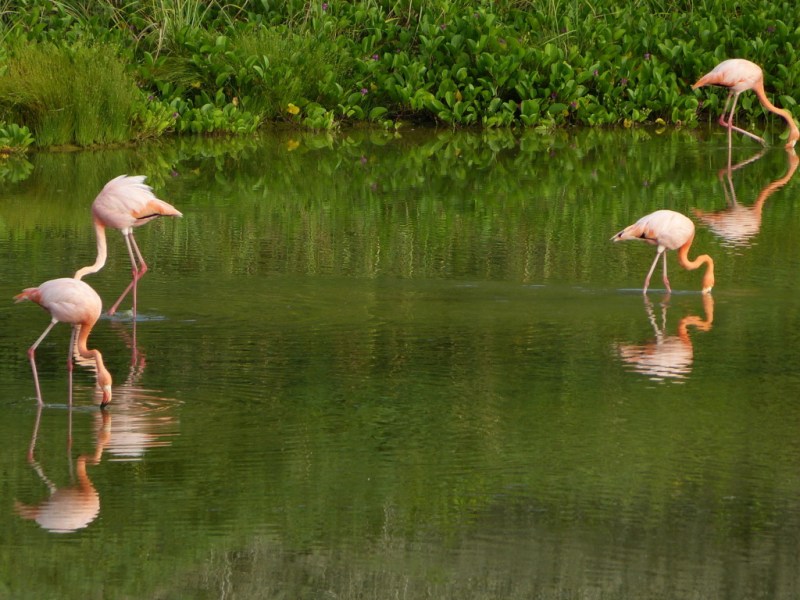 Die Lagune der Flamingos